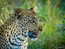 Luipaard close up, Zuid-Afrika